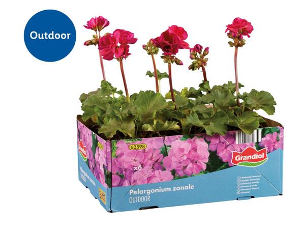 Upright Geraniums