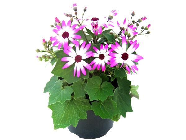 Senetti