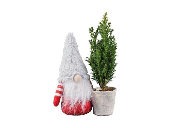 Mini Ellwoodii with Gnome