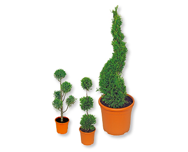 Plante taillée