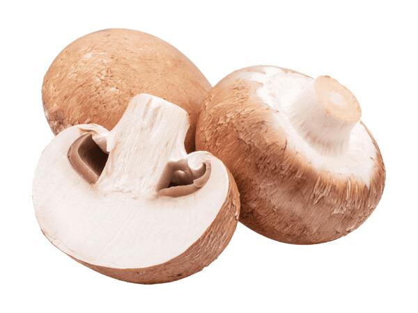 Bio Champignons braun aus Tirol