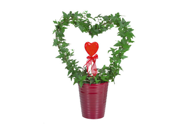 Anthurium or Ivy in a pot