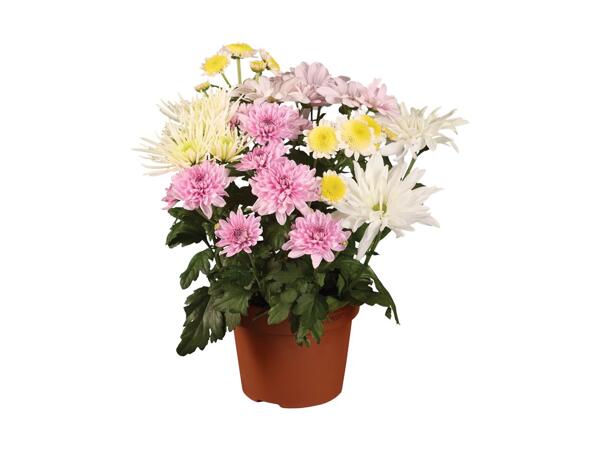 Chrysanthemum Bouquet Mix