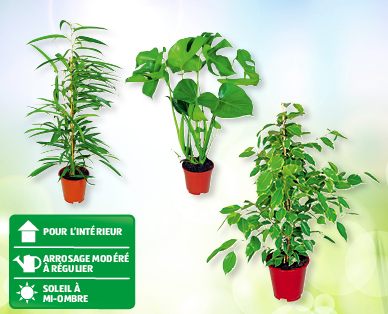 Assortiment de plantes vertes