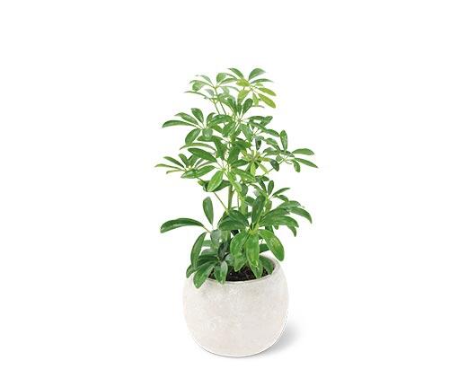 5" Exotic Plant Assorted Varieties