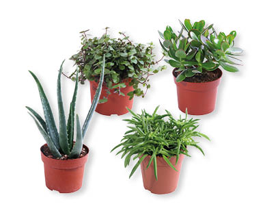 Plantes succulentes