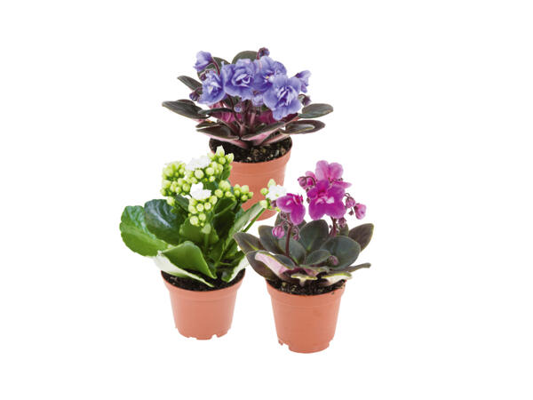 Blommande växter