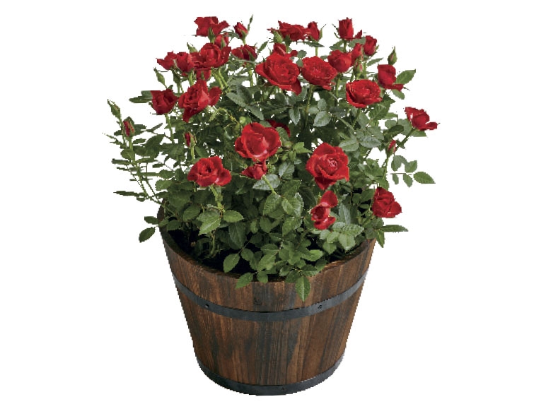 Rose Planter
