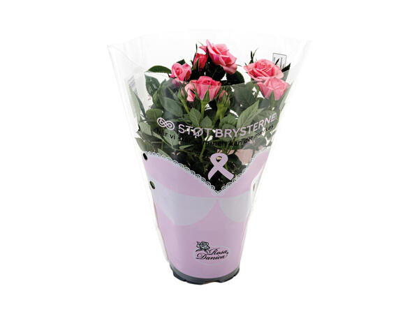 Støt Brysterne rose