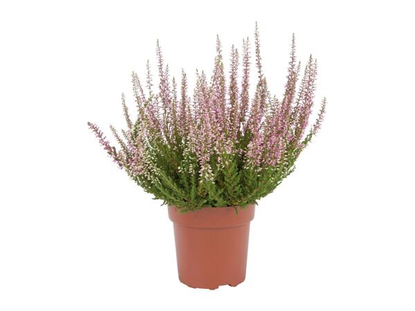 Autumn Heather