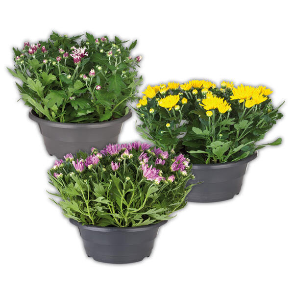 Chrysanthemen
