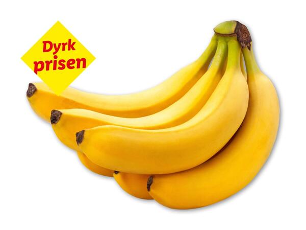 Rainforestbanan