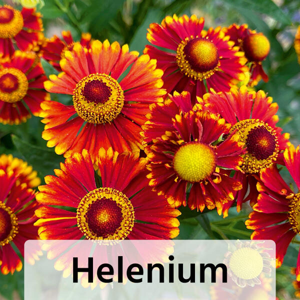 Herbst Mix