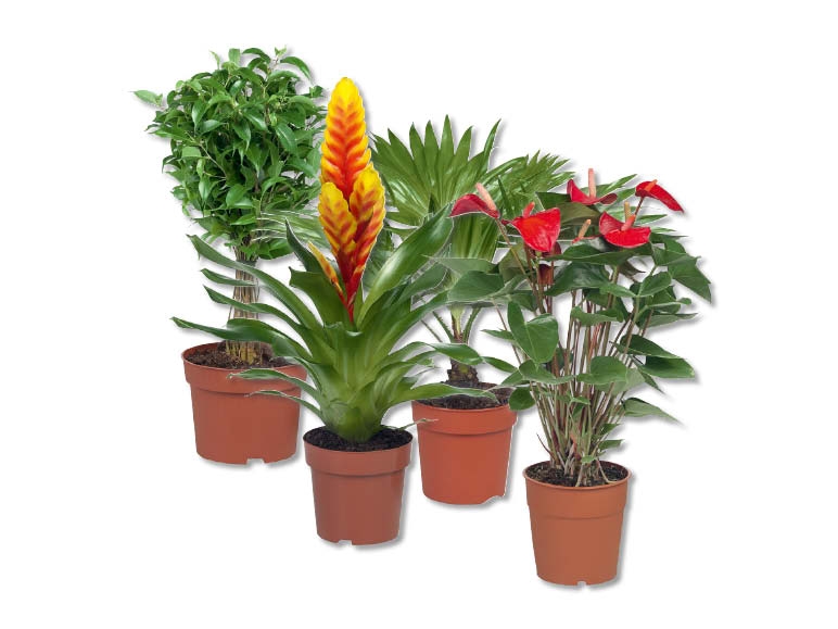 Plante verte ou plante à fleur (dès 8.9.)
