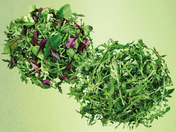 Mix-Salat oder Rucola