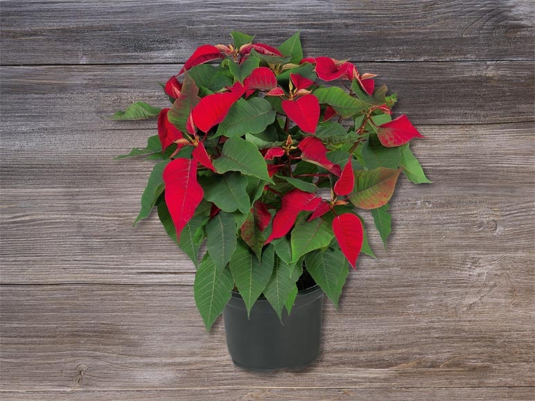 Buisson de poinsettia (dès 30.11.)