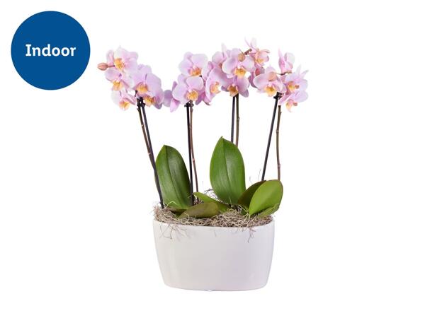 Deluxe Orchid in Ceramic Pot