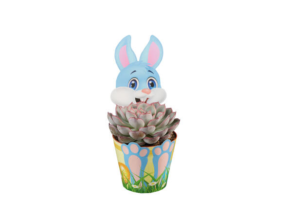 Bunny & Chick Succulents