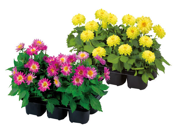 6 Pack Spring Bedding