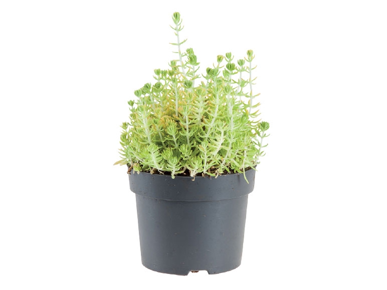 Assorted Sedum