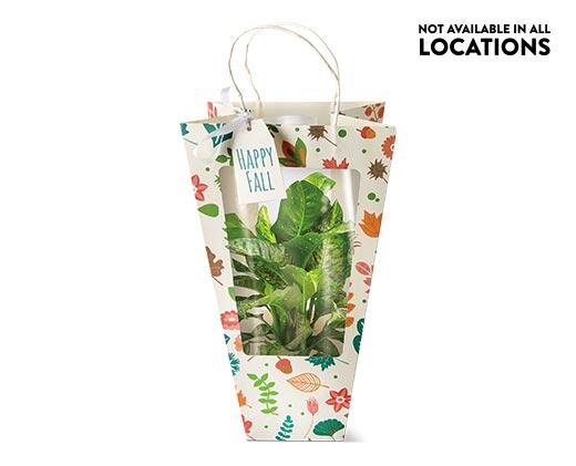 Decorated Foliage Bag Assorted Varieties