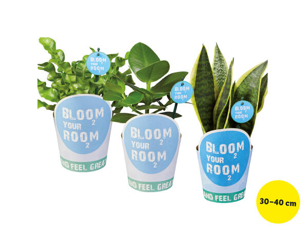 Gröna växter, bloom your room