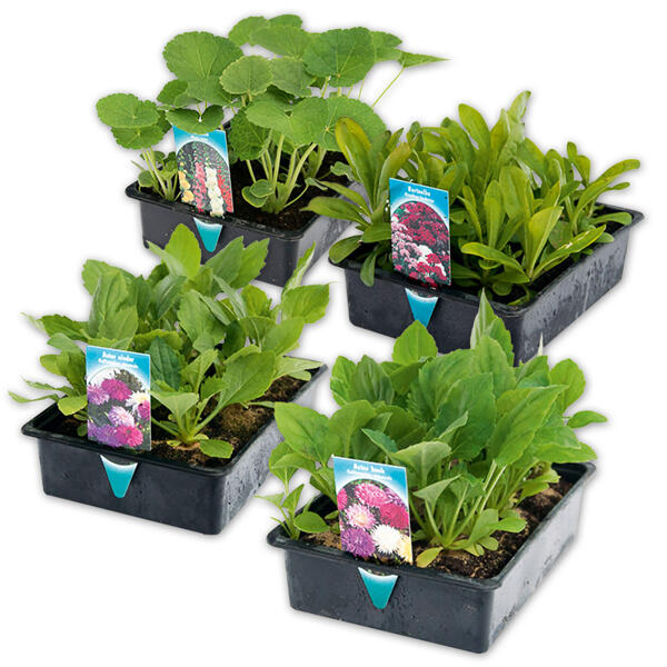Sommer-Jungpflanzen