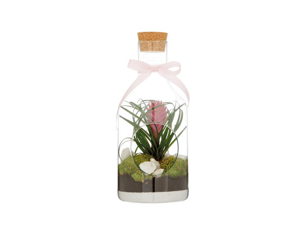 Bottle Terrarium1