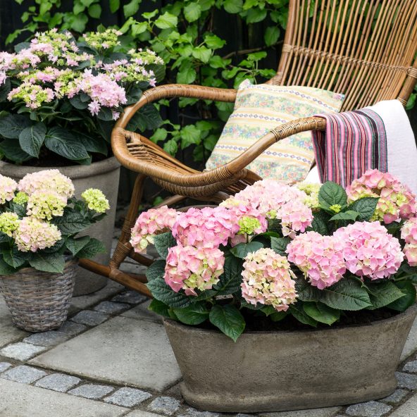 Hortensia