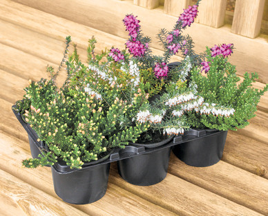 Spring Heather