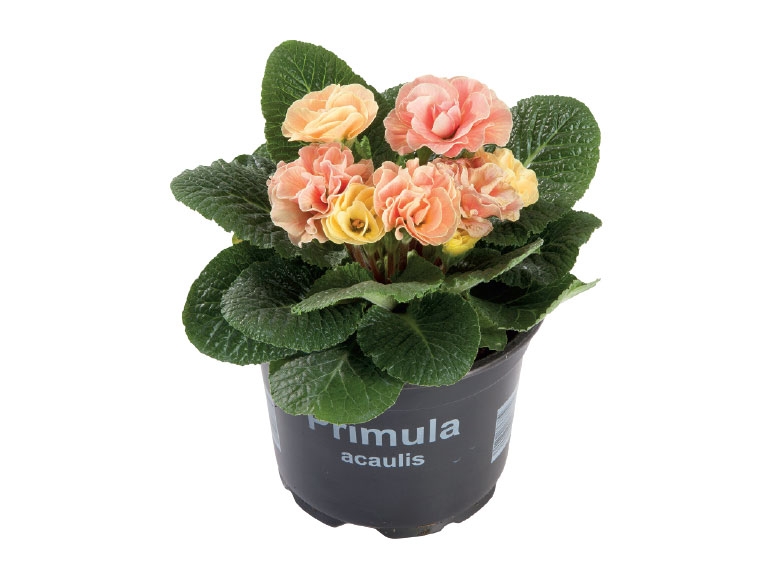 Spring Primrose