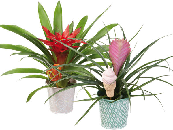 Bromelia