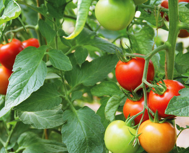ZURÜCK ZUM URSPRUNG Österreichische Bio-Fruchtgemüsepflanze