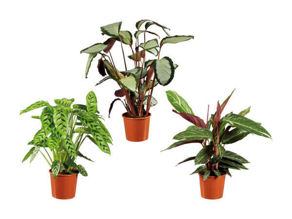 Calathea