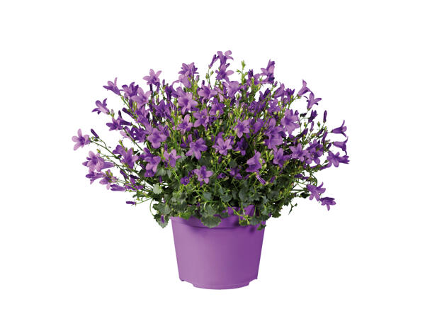 Campanula