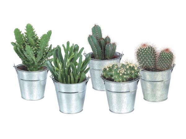 Cactus or succulent