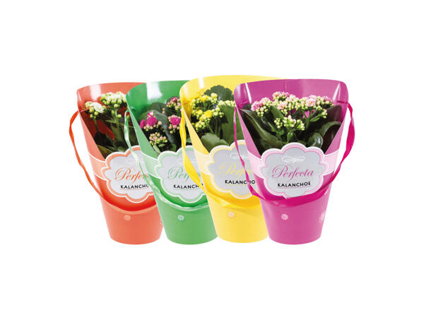 Kalanchoe i presentförpackning