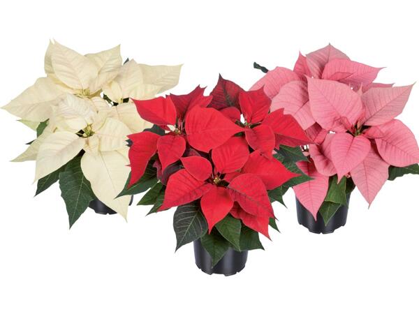 Poinsettia