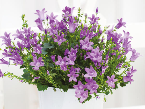 Klokkeblomst