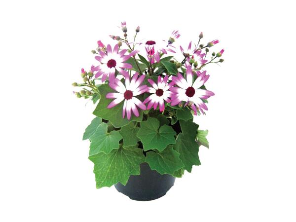 Senetti