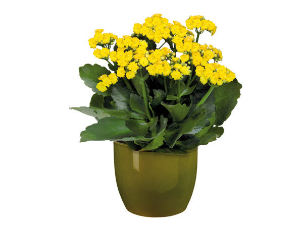 Easter Flowering Plant