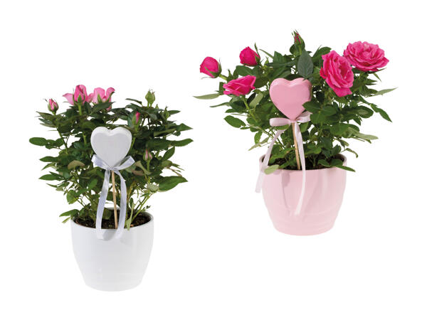 Rosier en pot et kalanchoé dans un pot en céramique