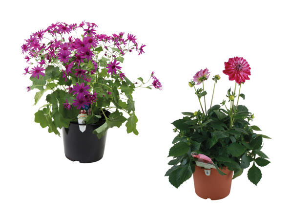 Stor sommerblomst