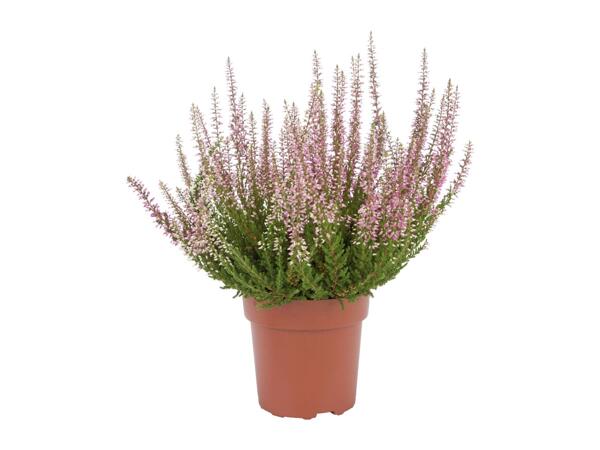 Autumn Heather