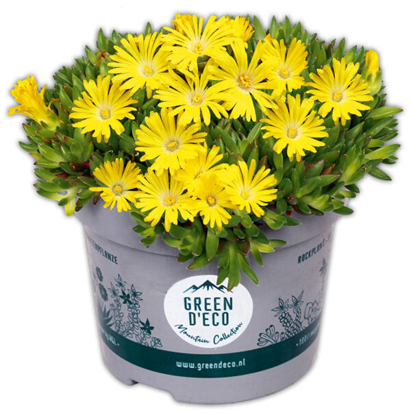 Mittagsblume