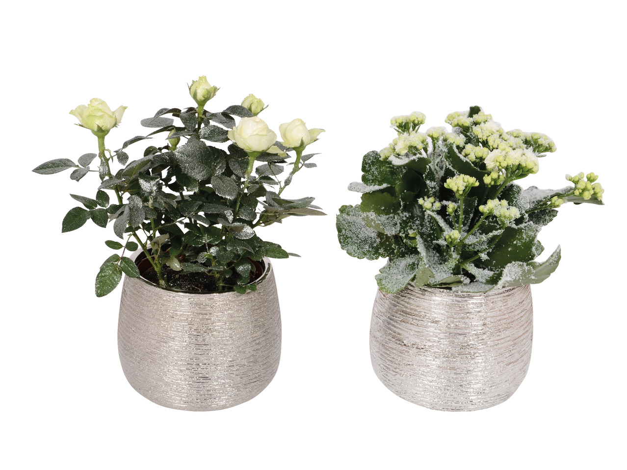 BLOMMA I SILVERKRUKA