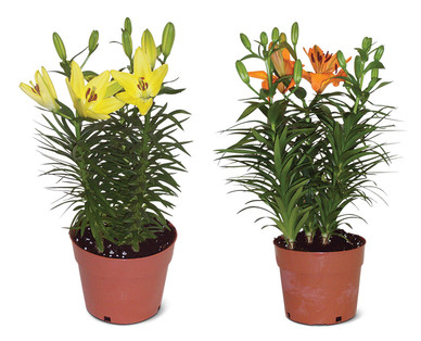 7" Asiatic Lily