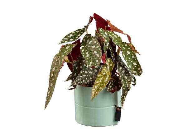 Houseplant in Ceramic Pot