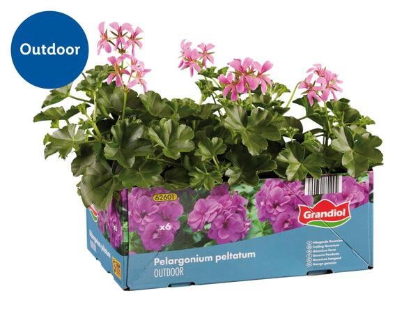 Trailing Geranium