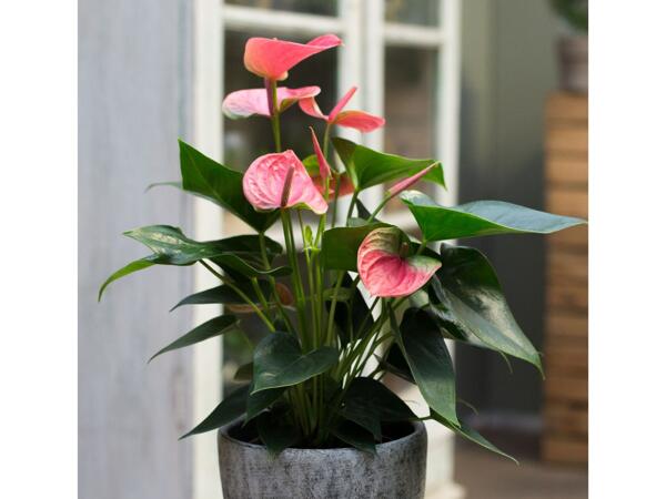 Flamingoblomst